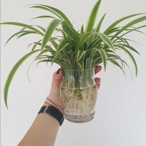 Spider plant clippings